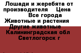 Лошади и жеребята от производителя. › Цена ­ 120 - Все города Животные и растения » Другие животные   . Калининградская обл.,Светлогорск г.